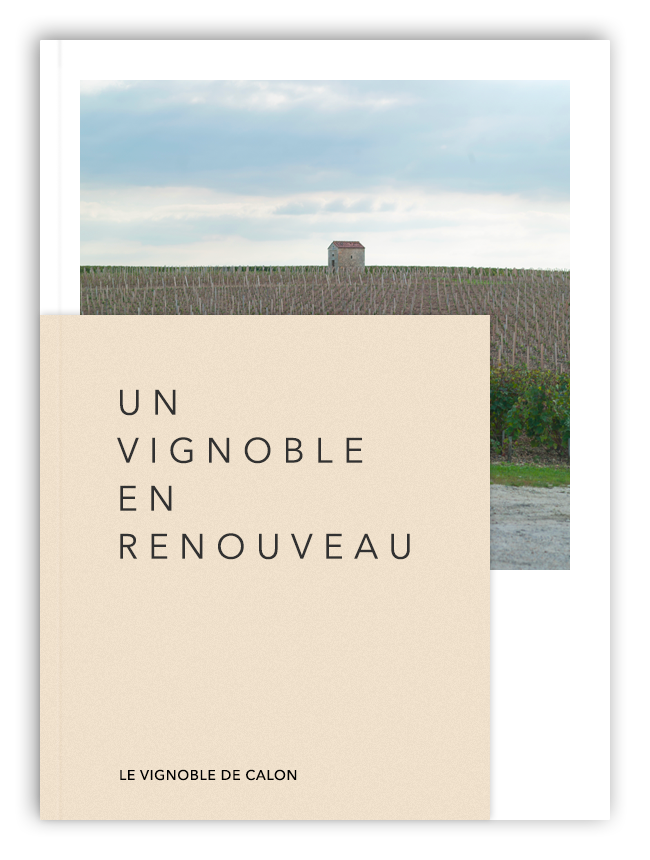 Un vignoble en renouveau Un vignoble en renouveau